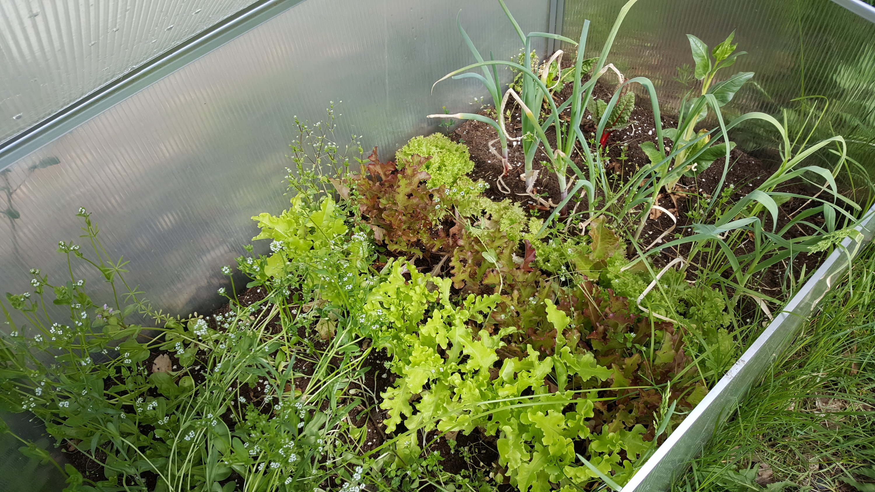 Cold frame in yard with lettuce, Swiss chard babies, and onions.