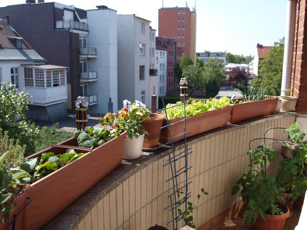 My former balcony vegetable garden in downtown Hamburg, Germany.